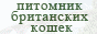 Питомник британских короткошерстных кошек "Enigmatic Smile"