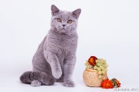 Емеля