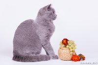 Емеля
