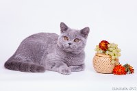 Емеля