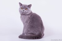 Емеля /11 мес./