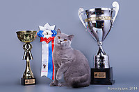 BEST KITTEN RUSSIA TOP CAT 2013