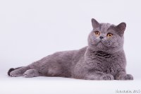 Вареник - сладкий мальчик)))