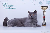 Коты