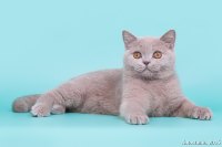 Шурику 5 месяцев.