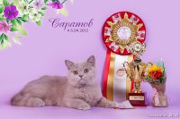 BEST KITTEN