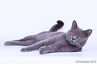 Улька
