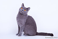 Улька