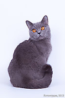 Улька
