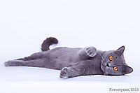 Улька