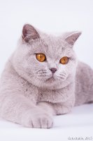 Кошки