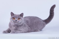 Мурка (10 мес.)