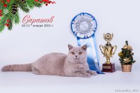 Лакшери 7 мес..