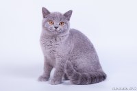 Булочка