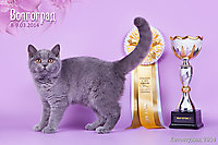 BEST KITTEN