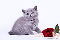Джаконда 1 мес.