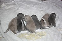 Спинки и попки)))