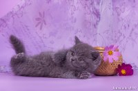 Оладушка /1 мес./