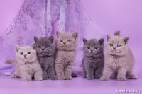 Все котята вместе!