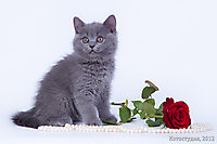Помет Р