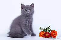 Помет Р