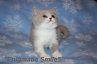 Dionis of Enigmatic Smile (живет у Елены, г. Саратов)