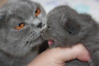 Помет Ж (дубль помет)