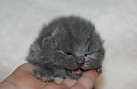 Kaiser