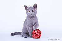 Оазис (продан)