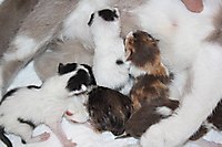 Тигренины детки