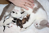 Тигренины детки