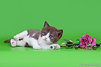 Уникум 