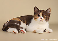 Ульмина 