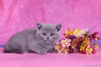 Милая Мила