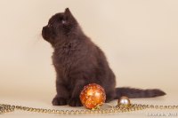 Хай, Финик 2,5 мес.