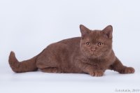 Чаровница