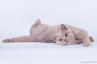 Чандер
