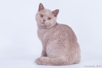 Чандер