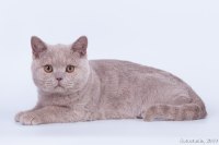 Чандер