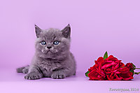 Ириска (почти месяц)