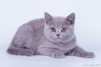 Лулу