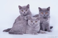 Все котята вместе