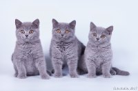 Все котята вместе