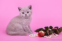 Лакки Стар /1 мес./