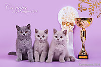 BEST LITTER г. Самара 23-24 авг 2014 г.
