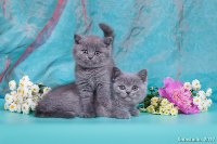 Все котята вместе