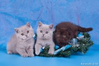 Котята все вместе, 2 мес.
