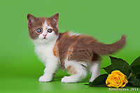 Зофина (1 мес.)