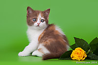 Зофина (1 мес.)