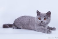 Шармель